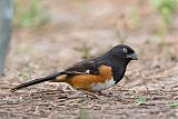 Eastern Towheeborder=