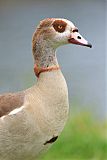 Egyptian Goose