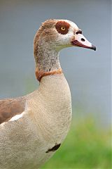 Egyptian Goose