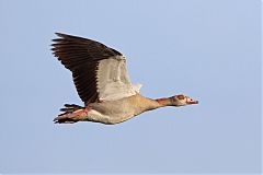 Egyptian Goose