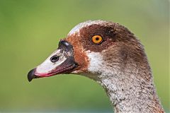 Egyptian Goose