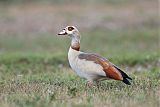 Egyptian Goose