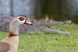 Egyptian Goose