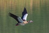 Egyptian Goose