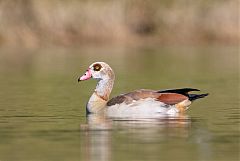 Egyptian Goose