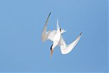 Elegant Tern