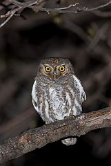 Elf Owl