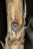 Elf Owl