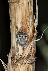 Elf Owl
