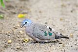 Emerald-spotted Wood-Doveborder=