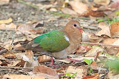 Pacific Emerald Dove