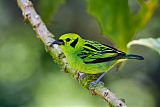 Emerald Tanager