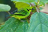 Emerald Tanager