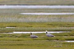 Emperor Goose