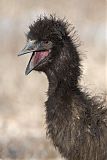 Emu