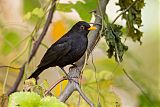 Eurasian Blackbirdborder=