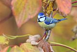 Eurasian Blue Tit