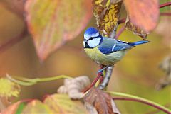 Eurasian Blue Tit