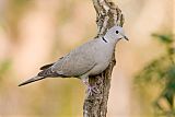 Eurasian Collared-Dove