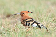 Eurasian Hoopoe