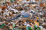 Eurasian Jay