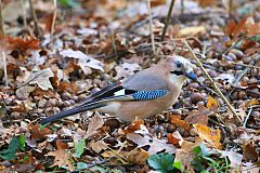 Eurasian Jay