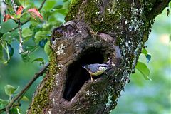 Eurasian Nuthatch