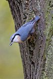 Eurasian Nuthatchborder=