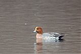 Eurasian Wigeon