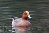 Eurasian Wigeon