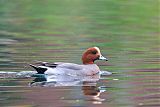 Eurasian Wigeon