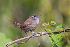 Eurasian Wren