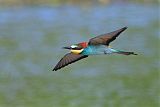 European Bee-eater