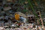 European Robin