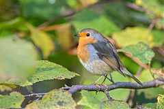 European Robin