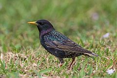 European Starling