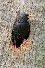 European Starling