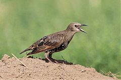 European Starling