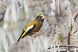 Evening Grosbeak