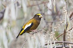 Evening Grosbeak