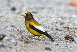 Evening Grosbeakborder=