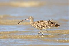 Far Eastern Curlew