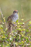 New Zealand Fernbirdborder=