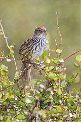 New Zealand Fernbird