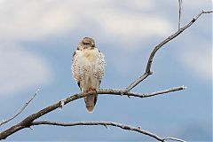 Ferruginous Hawk