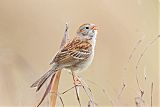 Field Sparrow