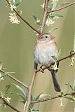 Field Sparrowborder=