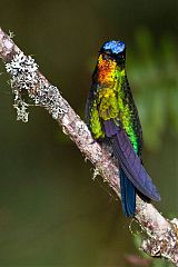 Fiery-throated Hummingbird