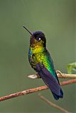 Fiery-throated Hummingbirdborder=