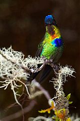 Fiery-throated Hummingbird